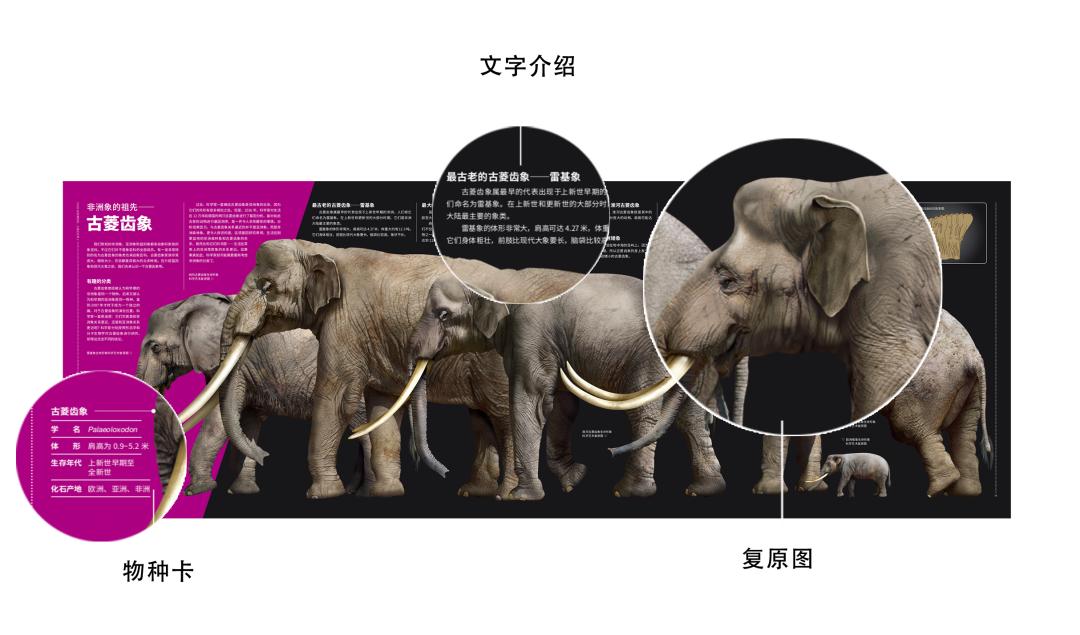 近距离接触大象了解大象,爱大象的原因