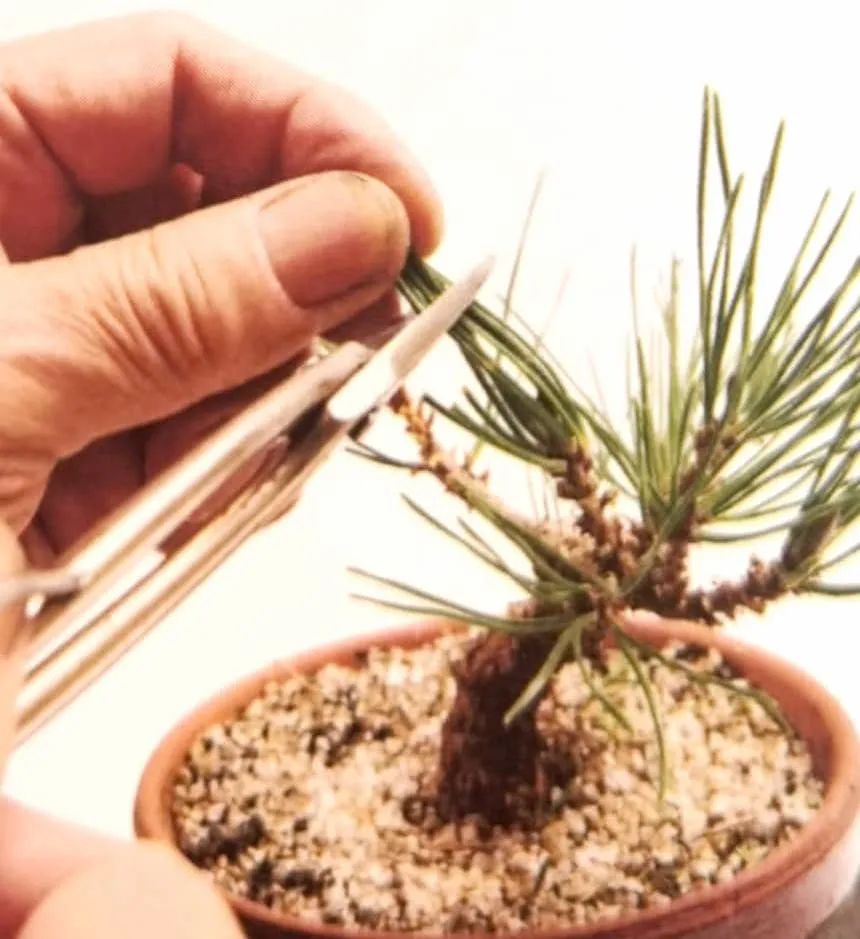 新手竟敢对黑松下手，18个月替它“逆天改命”，玩出盆景造型