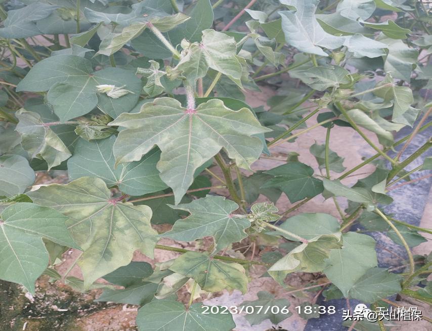 春季病虫害发生动态防控建议,当前病虫害发展实况及植保技术