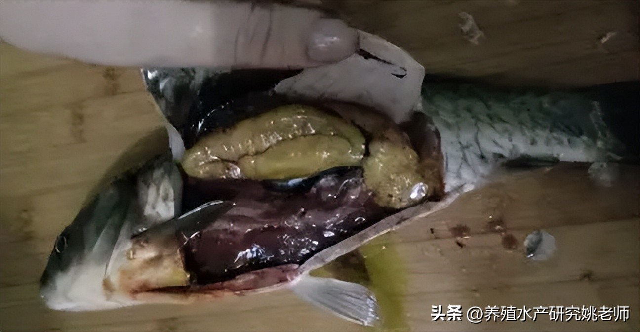 鲫鱼大红鳃病与鳃出血病的区别,鲫鱼鳃出血是什么原因