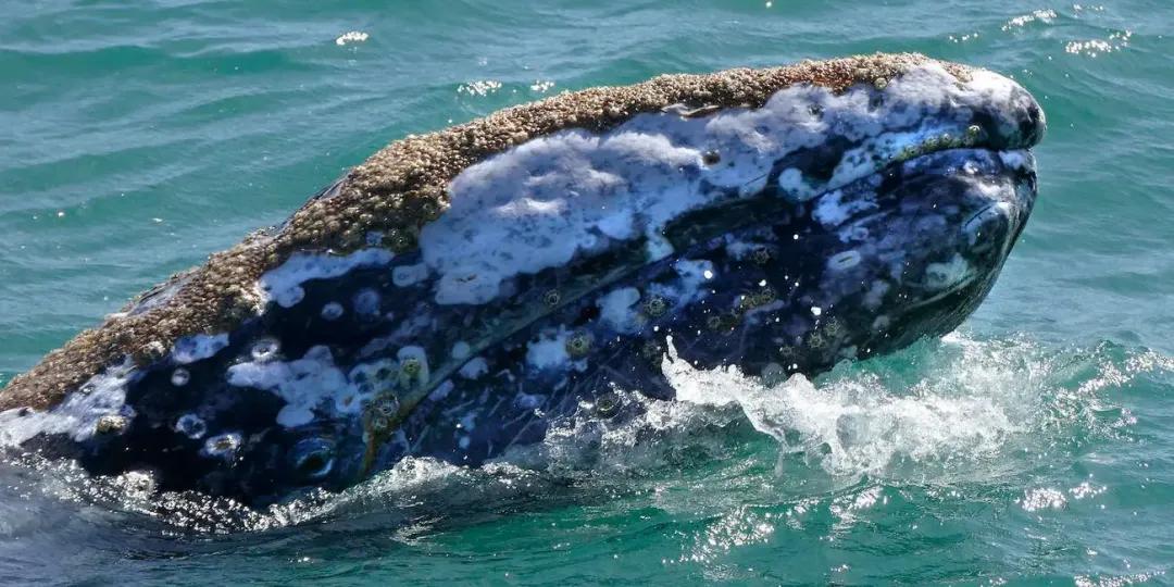 身上虱子太多，灰鲸无奈找人类帮忙，墨西哥船长秒变“搓澡工”！