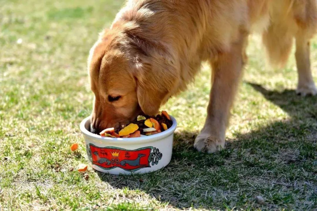 狗狗为什么会把自己当成小孩子,狗狗把自己当人了