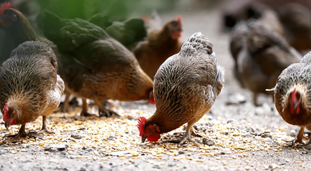 鸡生吞了水蛭会怎么样,鸡吃了水蛭不死吗