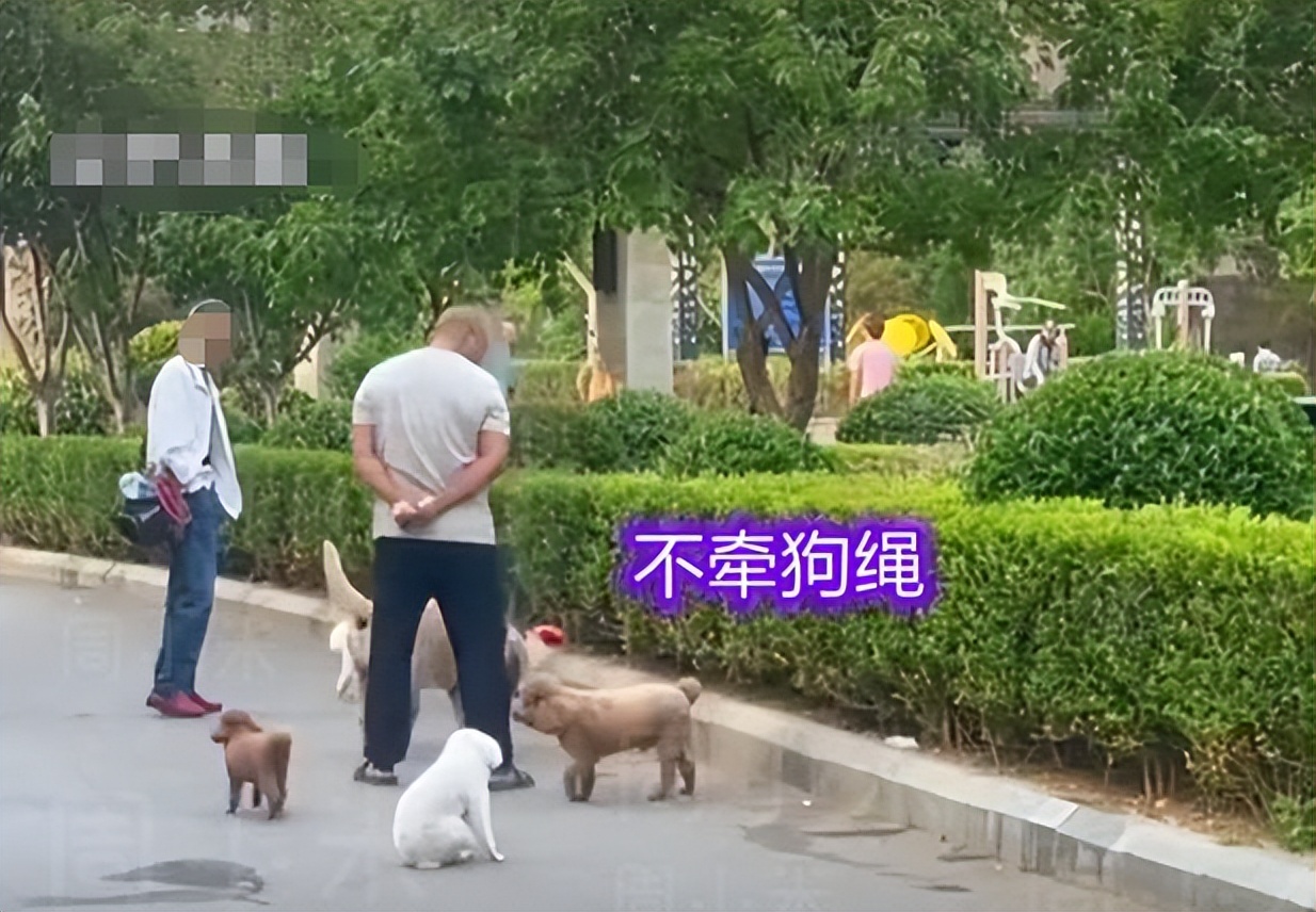 上海遛狗不拴绳男子已被处罚,上海遛狗打人者已被刑拘3年