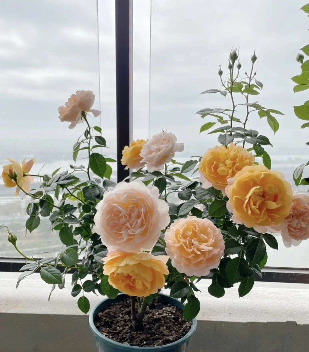 这5种花就喜欢水,5种花夏季缺水