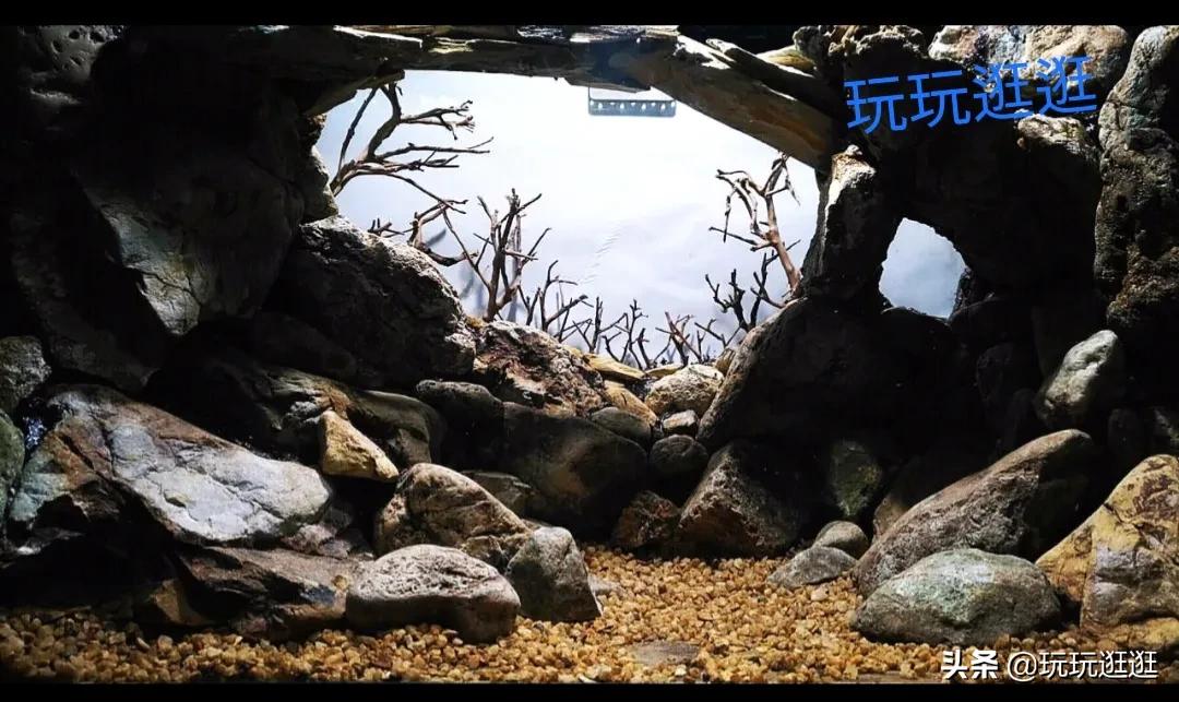 什么鱼观赏鱼不吃水草,适合在造景缸里的大型观赏鱼推荐