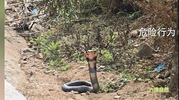 男子夜晚开车惊见巨蟒挡道,两男子路上遇到眼镜王蛇