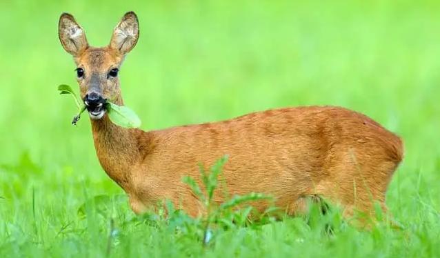 为什么说傻狍子是东北第一大神兽,中国第一神兽傻狍子到底有多傻