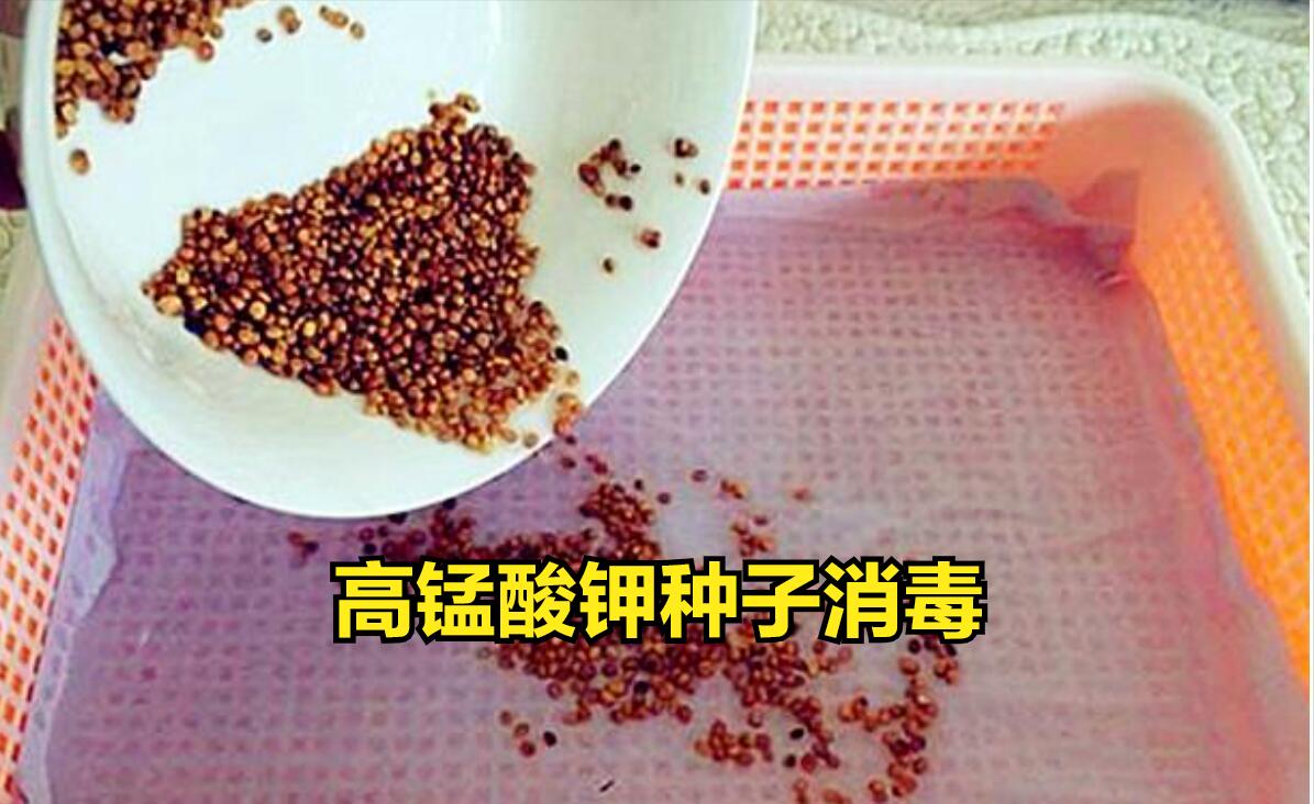 高锰酸钾对细菌病害有用吗,3%高锰酸钾