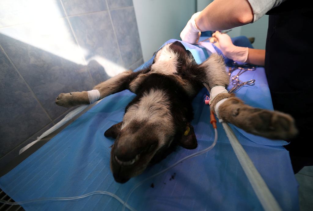 母狗做了绝育还会来大姨妈么,母狗做了绝育还会来大姨妈吗