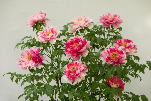 最美的国花牡丹,美丽壮观的国花牡丹