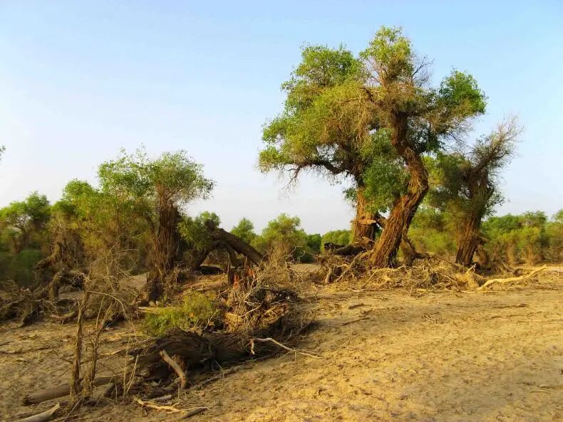 达人西游|从上古以来，这里一直是沙漠的商贸中心