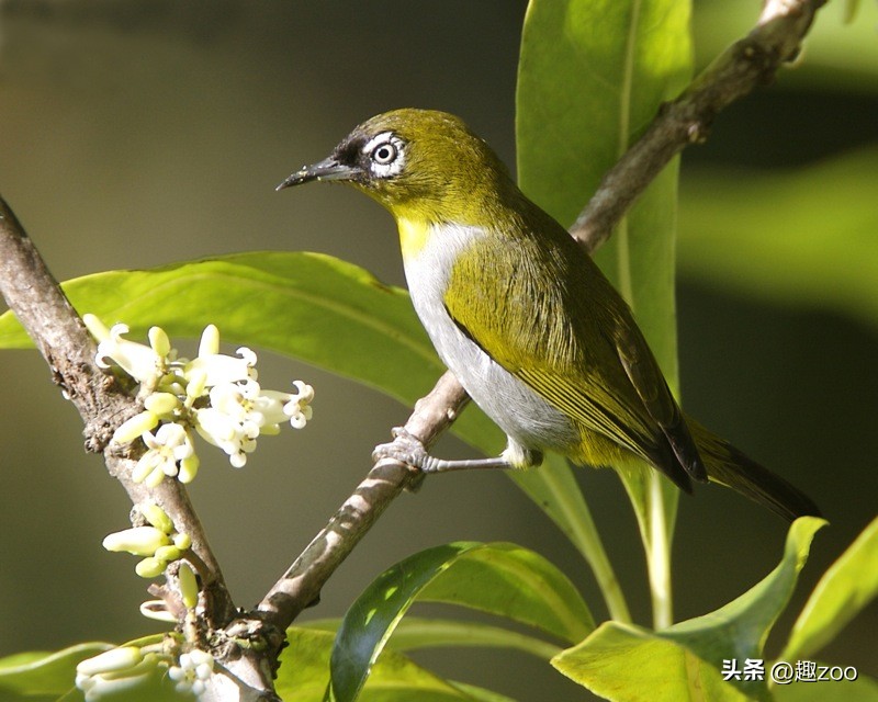 为什么不建议养异瞳猫,为什么不准养画眉
