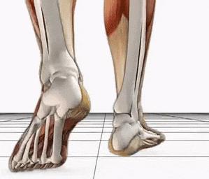 运动生理学测试实验报告,运动生物力学实验室纪录片