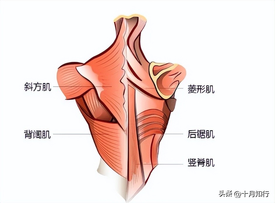怎么练背肌最有效最快的方法,怎么练下背肌最有效