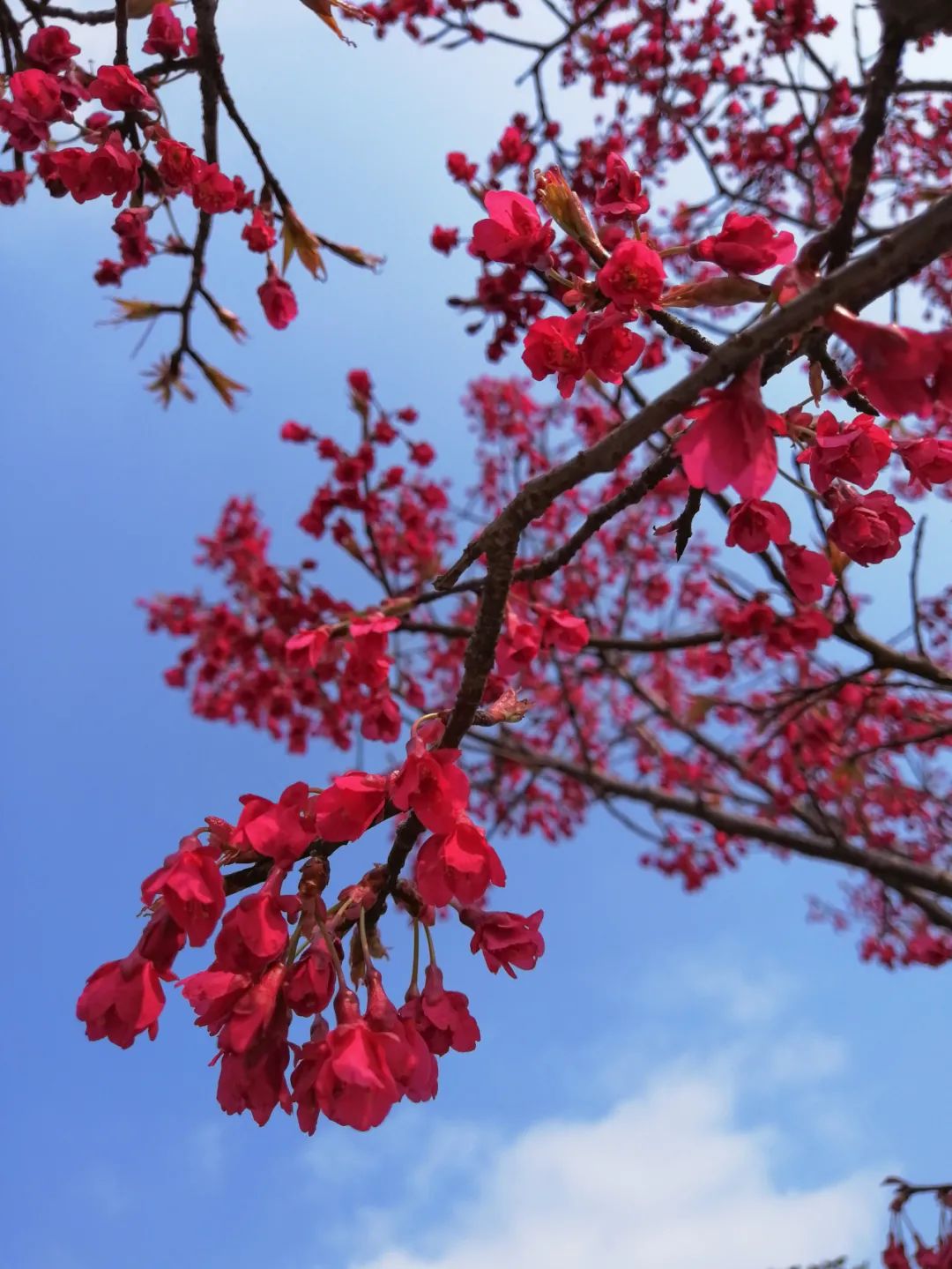 初春河津樱花图片大全,河津樱花品种大全
