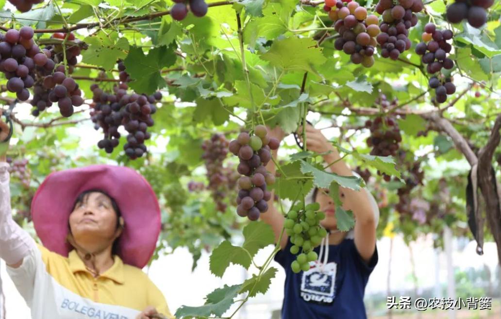 国产红酒怎么做,进口红酒怎么做内销