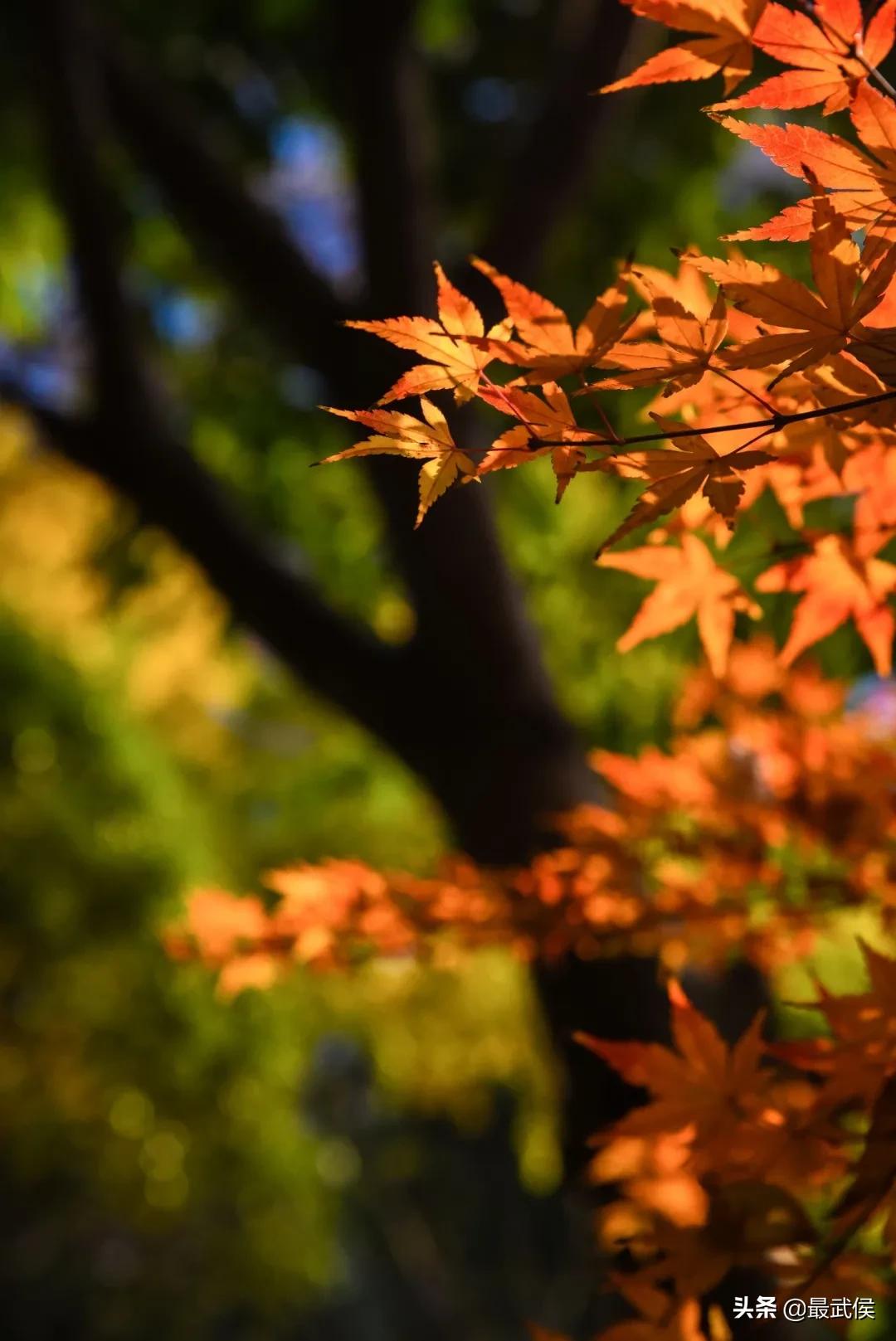 有一种幸福叫公园绿地就在家门口,有一种幸福叫阳光的温暖
