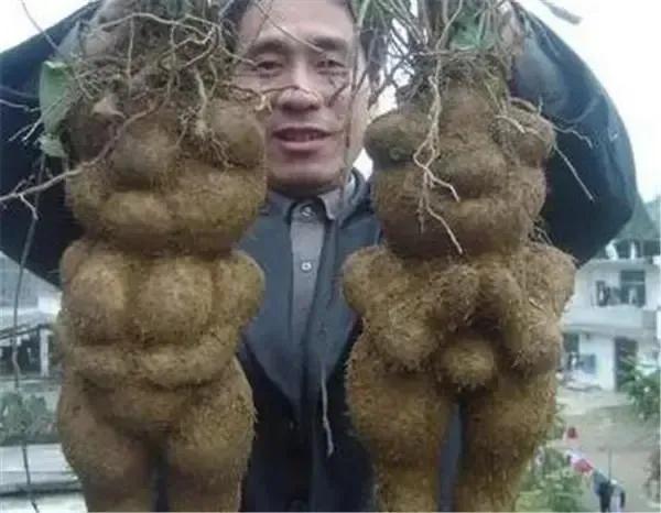 何首乌长成人形要多久,何首乌长成人样的贵吗