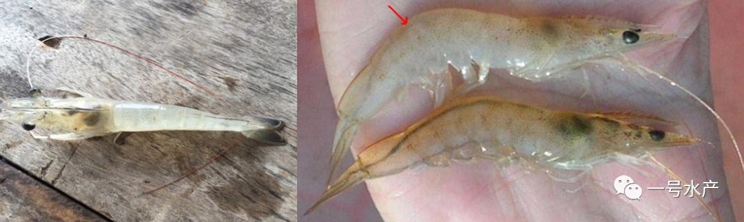 养殖对虾疾病的诊断与防治,对虾养殖弧菌爆发如何处理