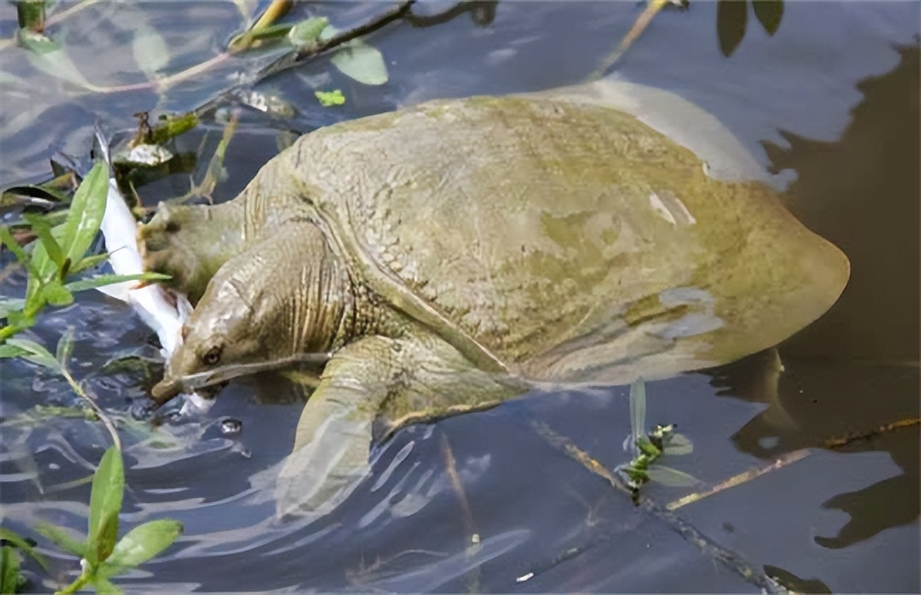 甲鱼的养殖方法家里怎么养甲鱼,帆布池养殖甲鱼每平方放多少甲鱼
