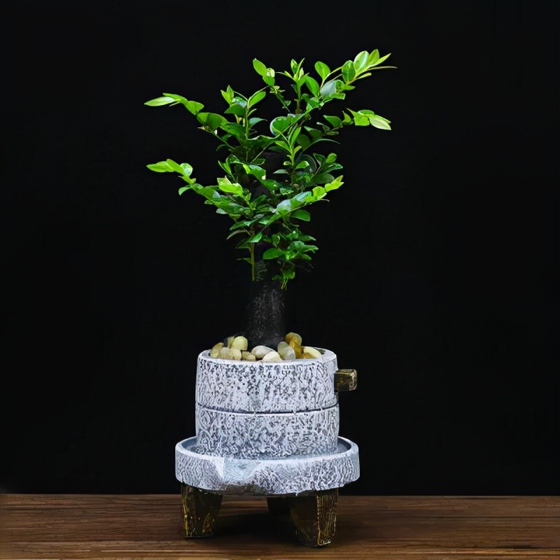 大型小叶紫檀盆栽摆客厅好吗,小叶紫檀盆景放客厅好吗