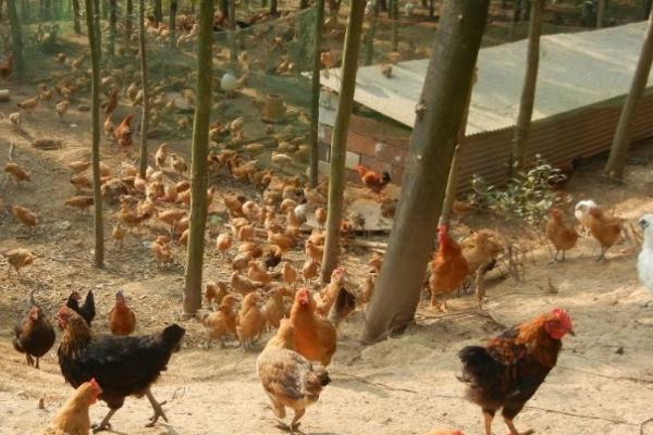 怎么识破养鸡回收骗局,养鸡给鸡苗包回收是不是骗局