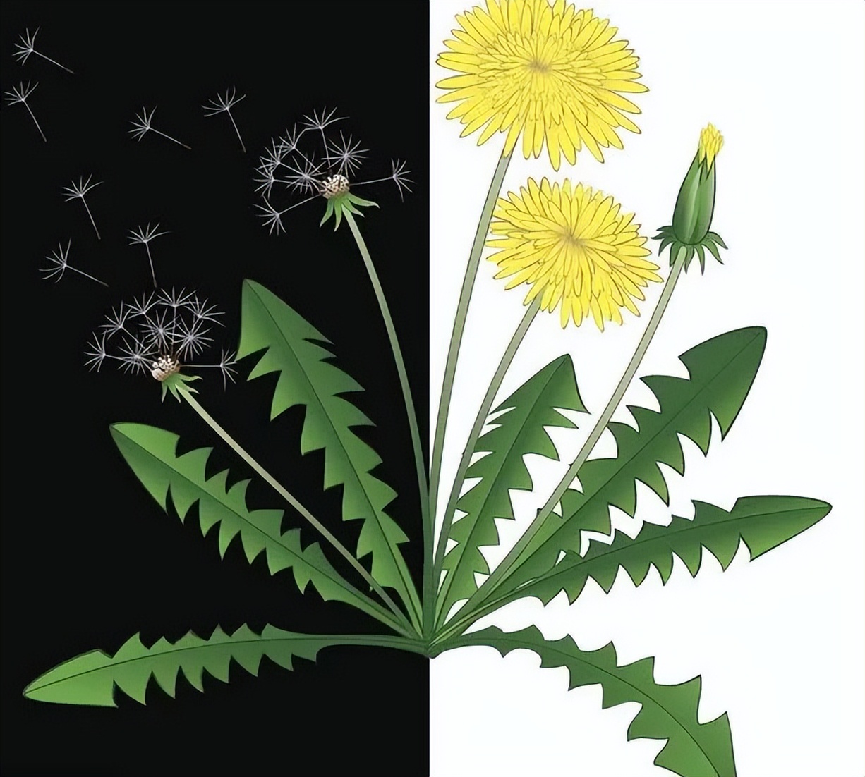 蒲公英茶能清热祛湿吗,新鲜蒲公英怎么吃才去火