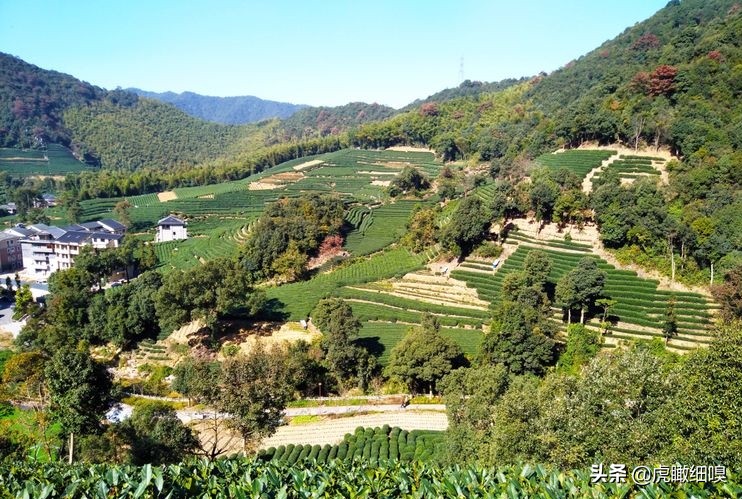 杭州最有名的茶旅,杭州盛产茶的地方有哪些