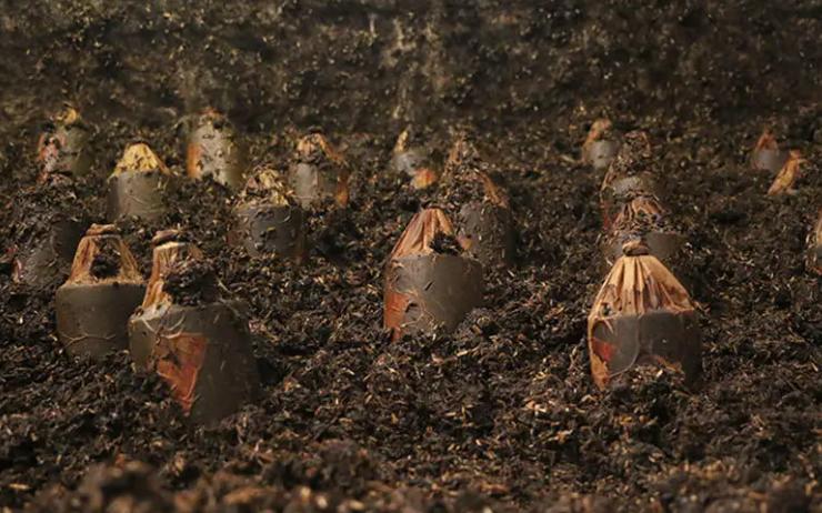 洞藏老酒、酒糟埋酒、竹筒酒、发霉老酒都是假冒伪劣，你被骗过吗