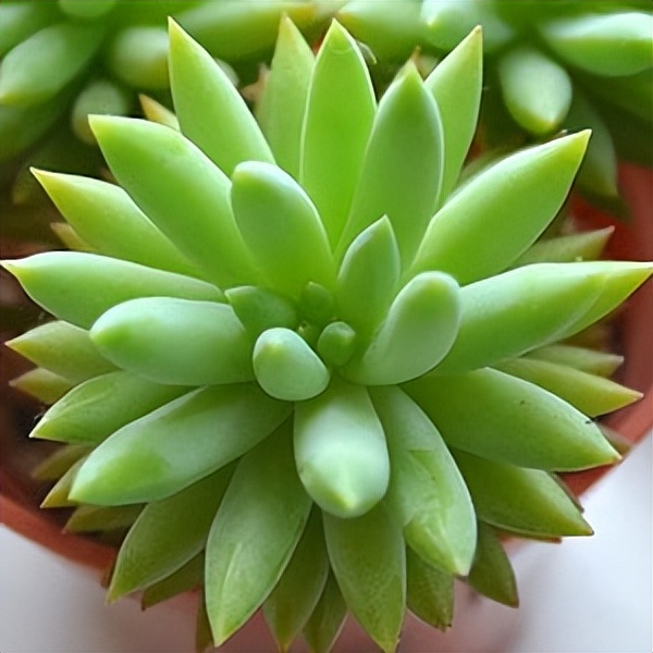 102个大类近500个多肉植物图片，都极其美丽，建议在家中也养一盆