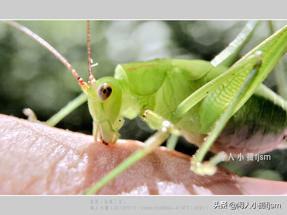 近距离拍摄昆虫小动物,常见昆虫微距摄影活动