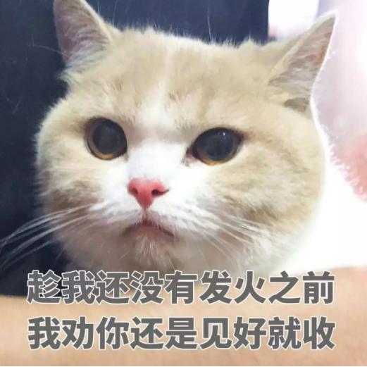 新手常见的害猫行为,养猫注意预防哪些疾病