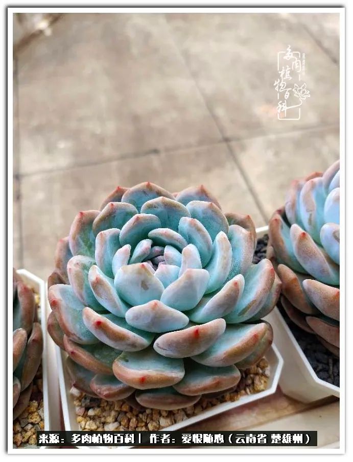 用心种好每一棵多肉,每一棵多肉都是独一无二的