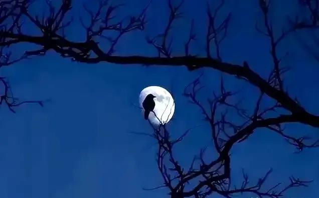 厮守一生的唯美诗句图片,相爱的诗句经典语录图片