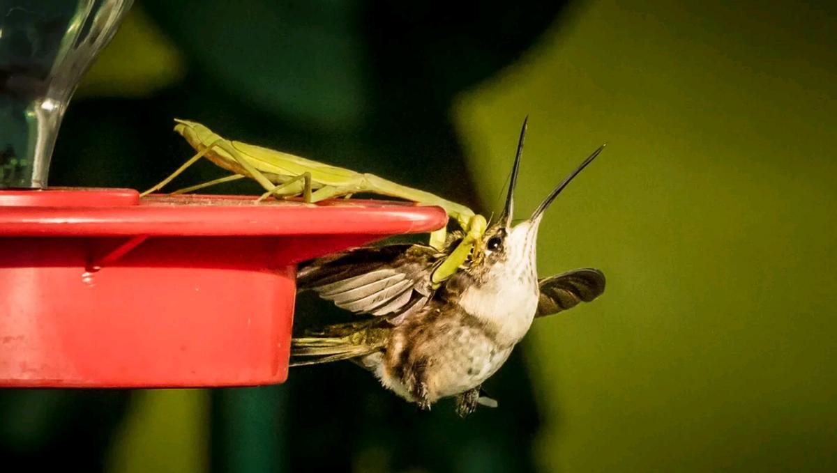 世界上最残酷的动物捕食,世界上最凶残的昆虫有哪些