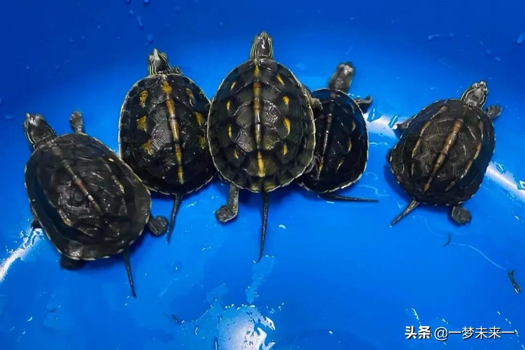 成体花龟环境布置,怎么给花龟布置半水半陆环境