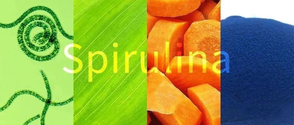 螺旋藻的培养,螺旋藻如何培植