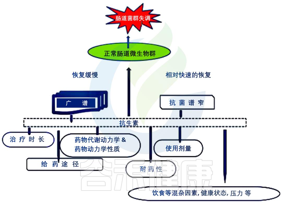 抗生素对益生菌的影响,抗生素对菌群的影响