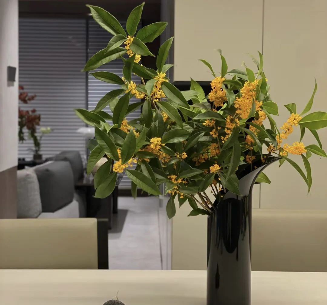 什么花好养又净化空气还漂亮,什么花好看好养抗冻还净化空气