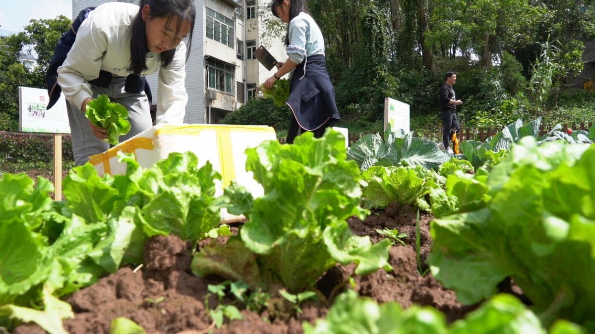 课后服务小学生特色课程,中小学课后服务工作