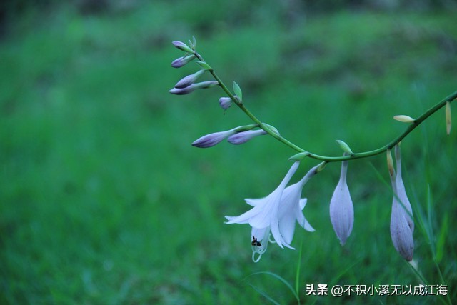 植物界里的庞大的食人花,各种食人花植物