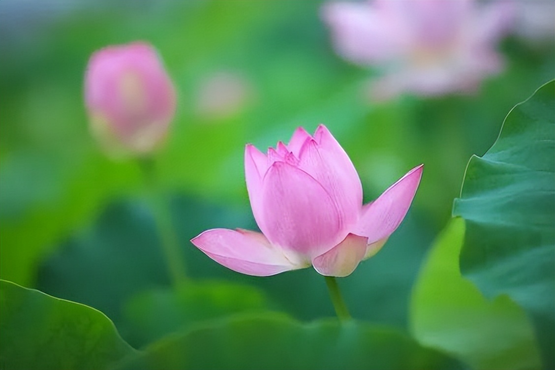 中国十大名花排行榜及图片,中国十大名花明细