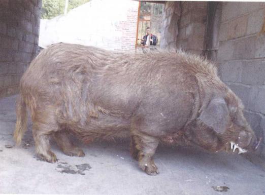 大河猪业,大河猪