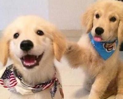 给狗狗自制粮用什么粉,给狗狗自制狗粮可以放调料么