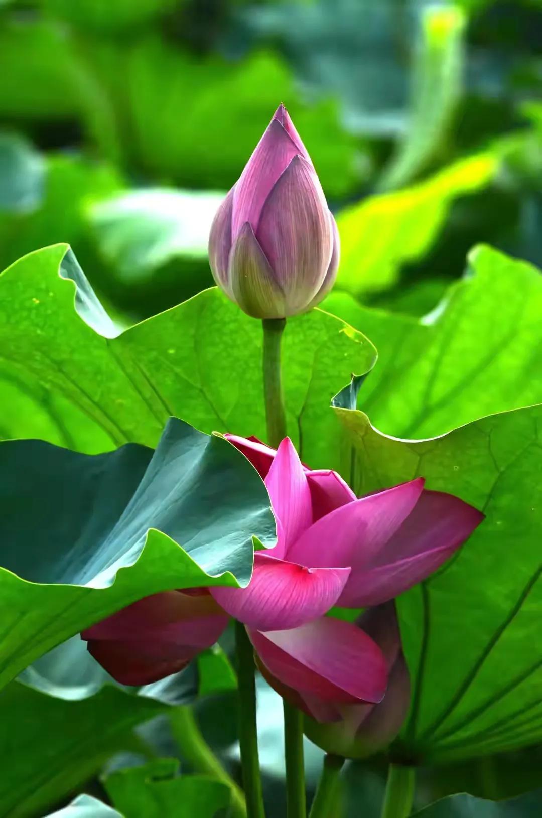 最美荷花古诗图片,诗词荷花图片大全