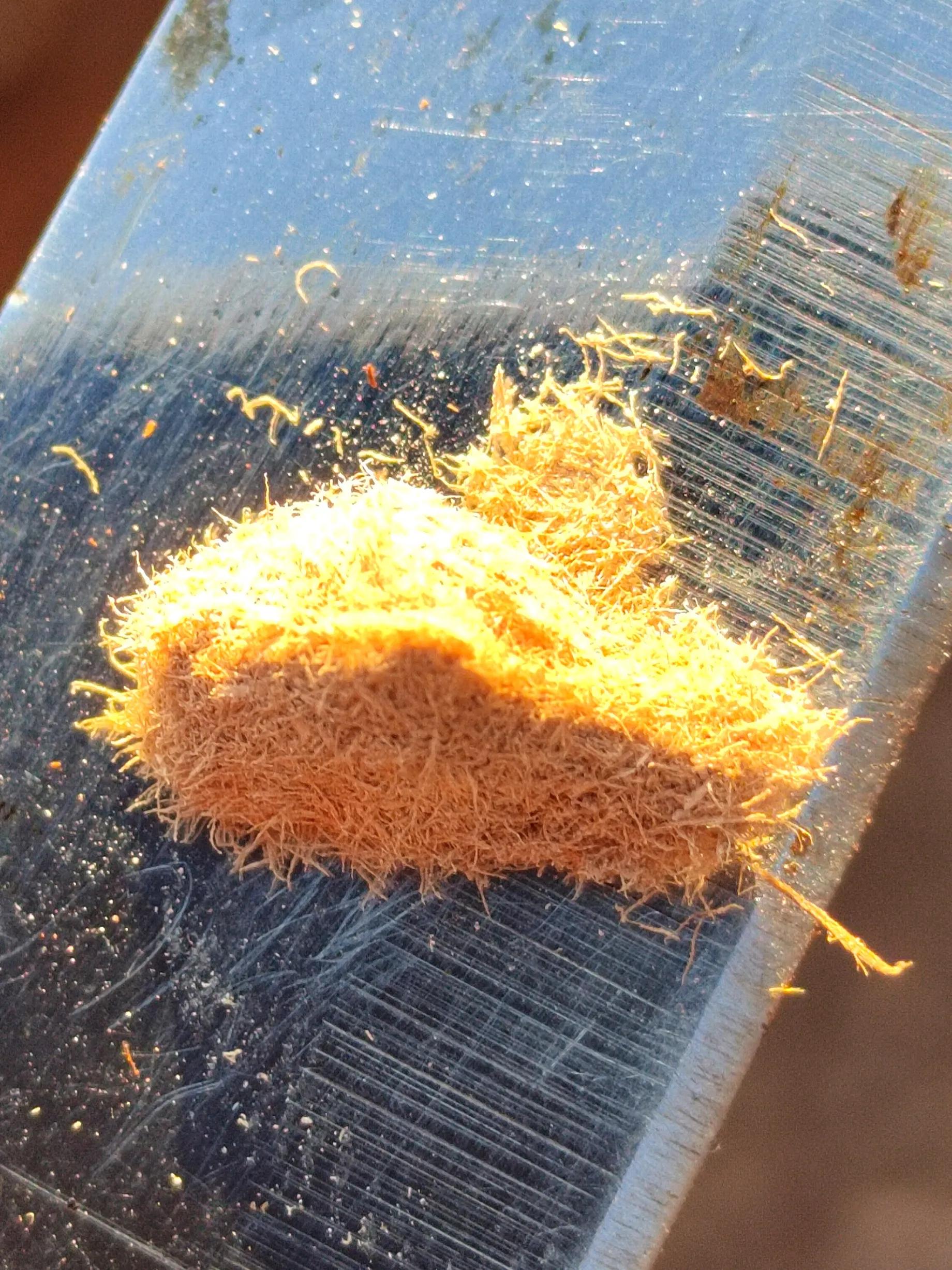 海南霸王岭白奇楠,海南白奇楠和紫奇楠