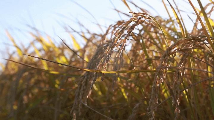 种子战争的危机,种子危机到底多可怕
