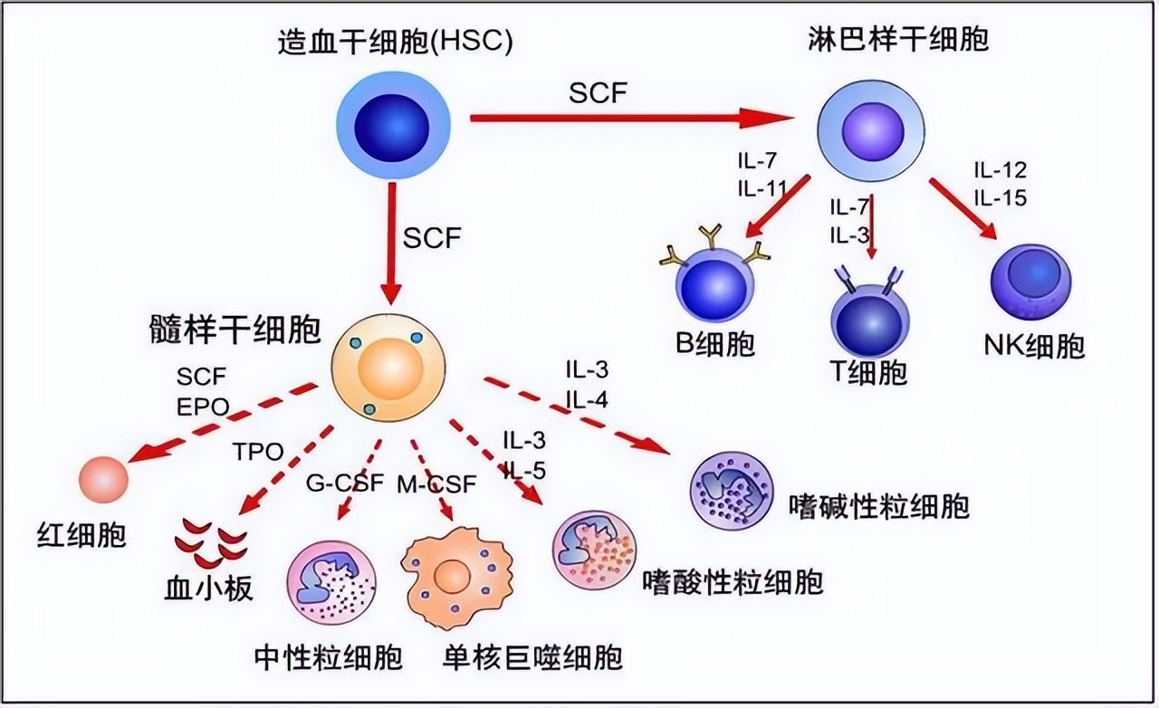 血常规哪几项指标升高为炎症,血常规检查结果七项升高