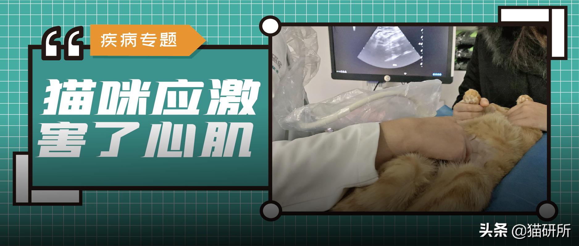 猫肥厚型心肌病分几期,猫得了hcm肥厚型心肌病